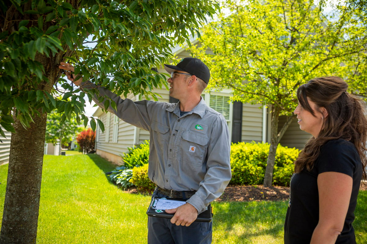 top-tree-care-services-in-middletown-ny-joshua-tree-experts